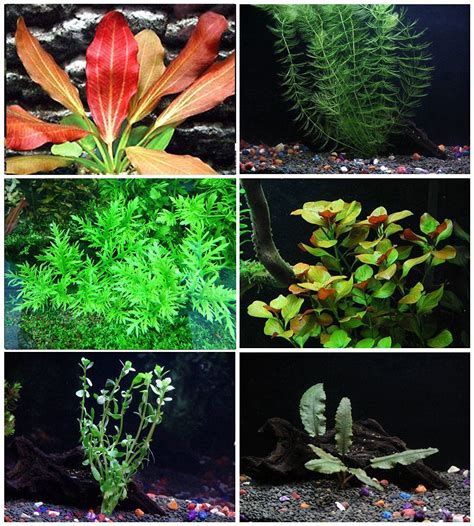 Buy Aquatic Plants & Aquarium Fish online.